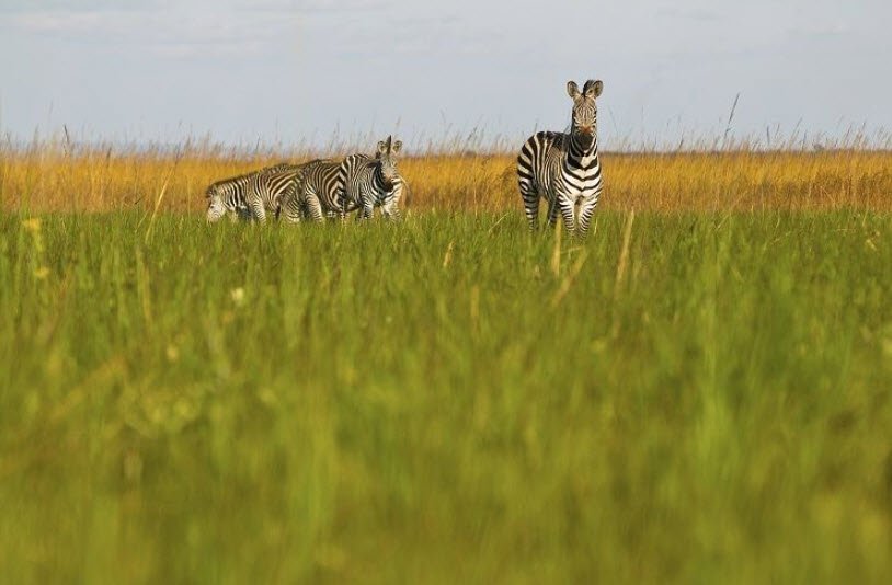 Upemba National Park, Haut-Lomami & Lualaba Provinces, DR Congo
